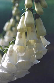 Digitalis purpurea var alba